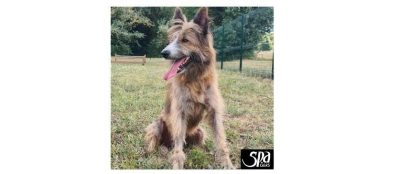 De bonnes nouvelles du bien-nommé Lucky arrivé en piteux état à la SPA du Gers en juillet