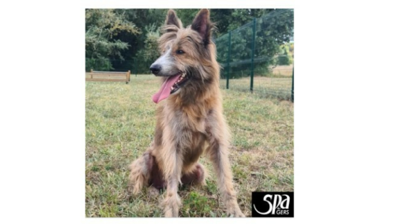 De bonnes nouvelles du bien-nommé Lucky arrivé en piteux état à la SPA du Gers en juillet
