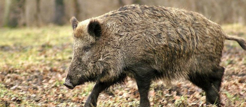 Société de chasse St Hubert Osse Auzoue : ouverture le 11 septembre