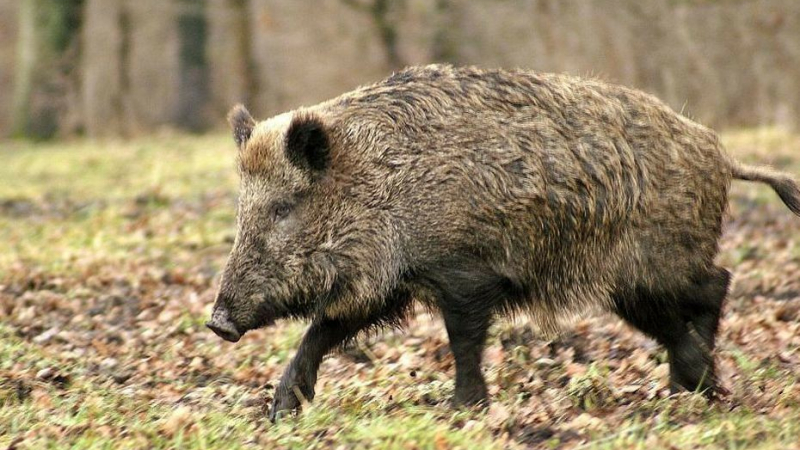 Société de chasse St Hubert Osse Auzoue : ouverture le 11 septembre