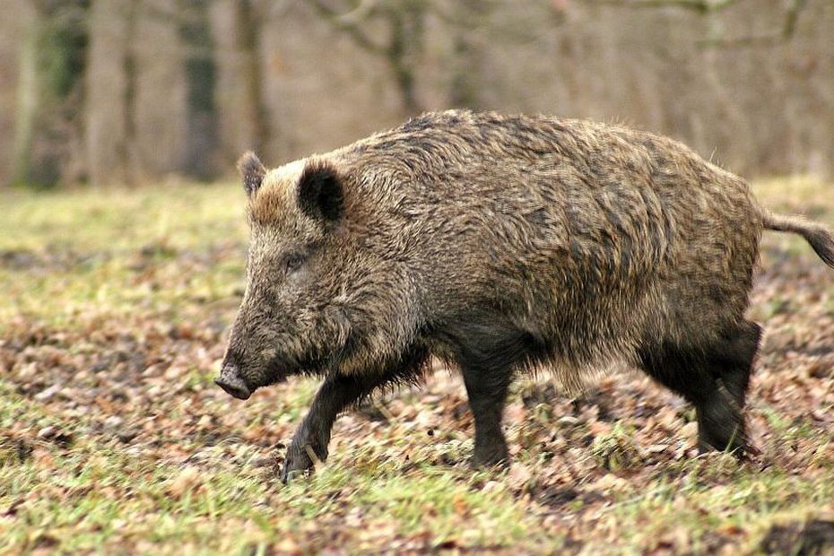 5edf6bd211c14_wild-boar-70420_960_720_sanglier-3902090.jpg