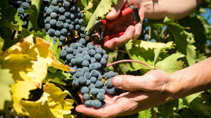 Le temps du ban des vendanges
