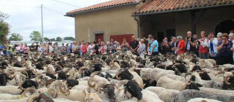 La route de la transhumance chemine
