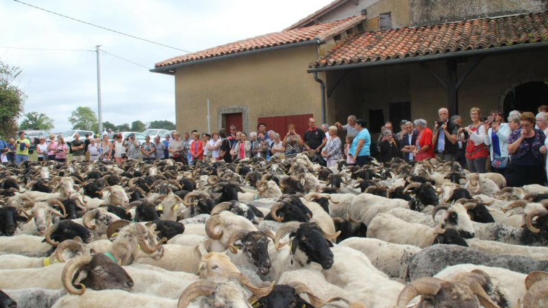 La route de la transhumance chemine