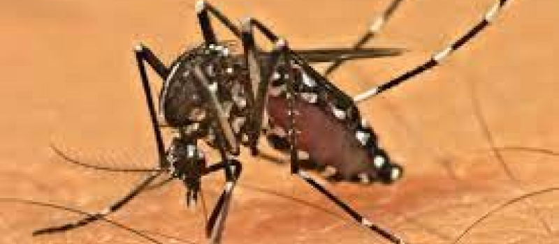 La chasse aux moustiques tigres...