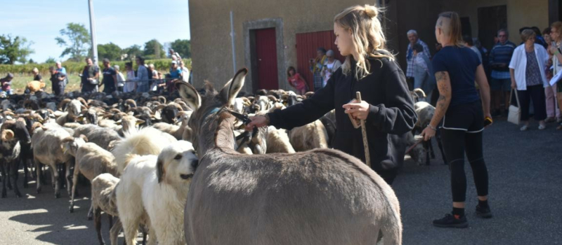 La route de la transhumance est passée