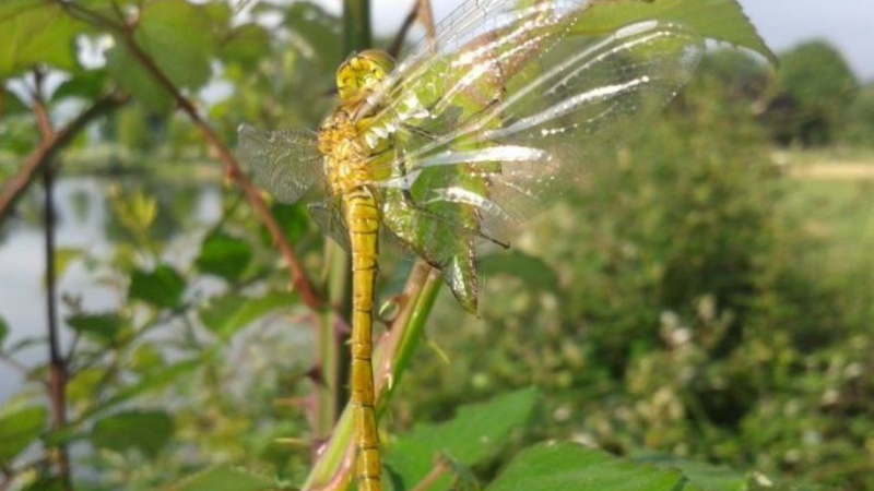 Balade à la découverte des insectes à l’étang du Moura