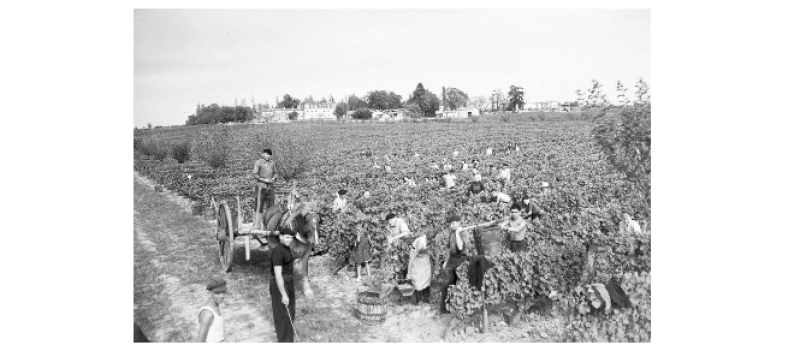 Souvenirs : Le temps des vendanges