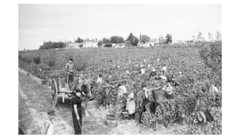 Souvenirs : Le temps des vendanges
