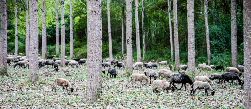 Éco-pâturage à Perchède avec le troupeau de la Route de la transhumance