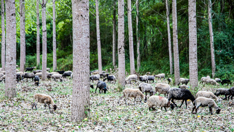 Éco-pâturage à Perchède avec le troupeau de la Route de la transhumance