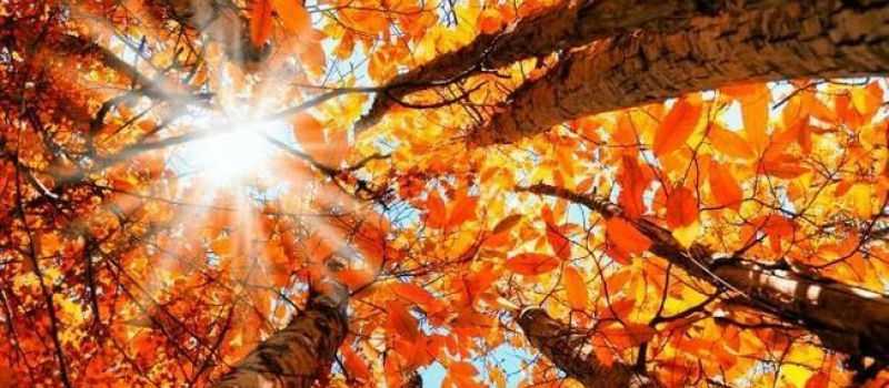 La fête de l'automne, c'est à Bascous dimanche !