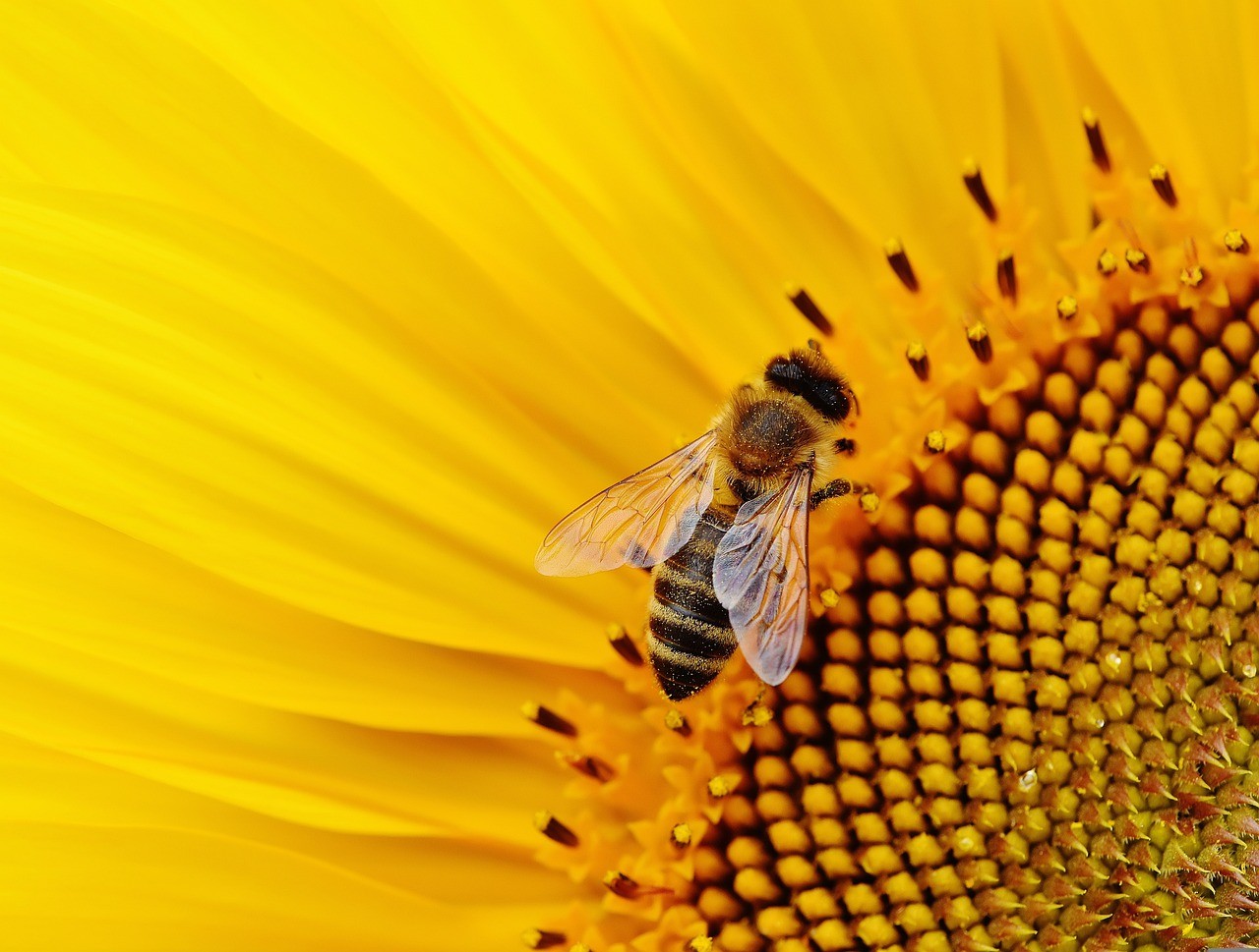 sunflower-g39ba6f666_1280.jpg