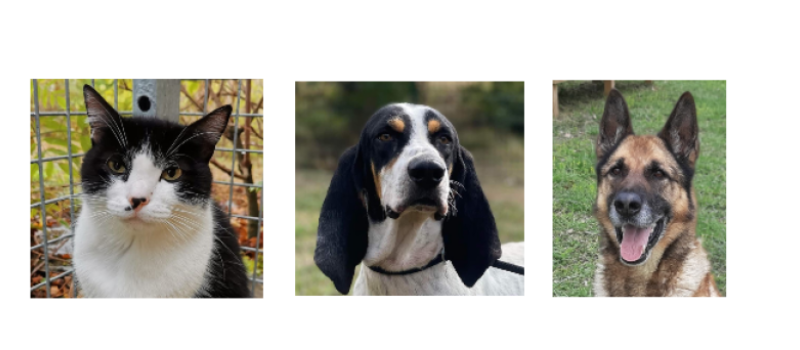 Les stars de la semaine : Cachou, Poki et Jock !
