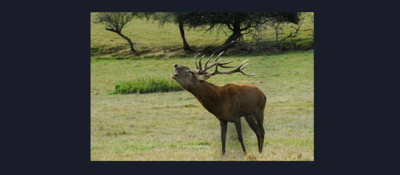 «Enfin les cerfs brament!» au Houga à la Ferme aux cerfs