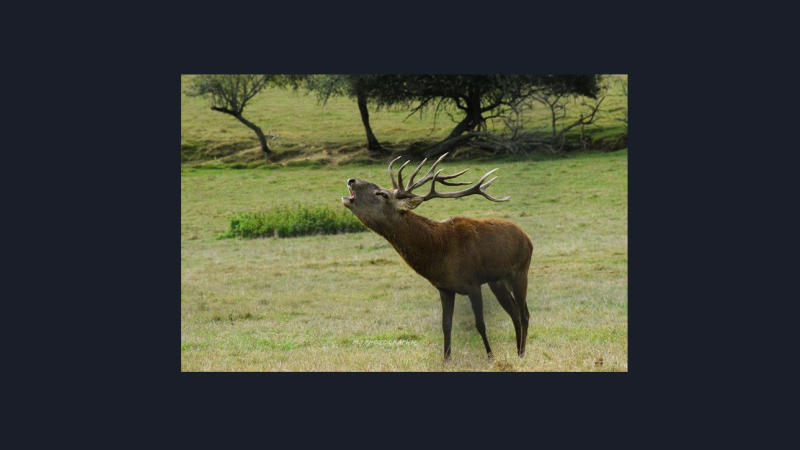 «Enfin les cerfs brament!» au Houga à la Ferme aux cerfs