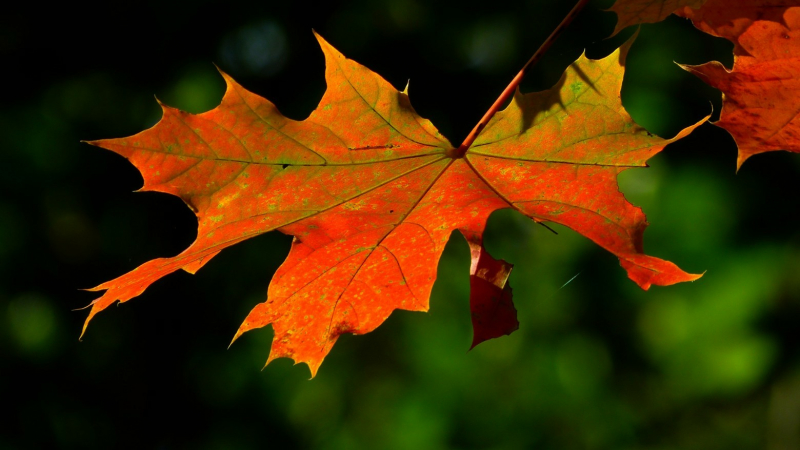 Dimanche 16 octobre, la Ville Fleurance vous propose de fêter l’automne