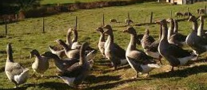 influenza aviaire