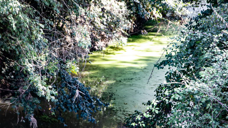 Les lentilles d'eau dans le Midour à Nogaro