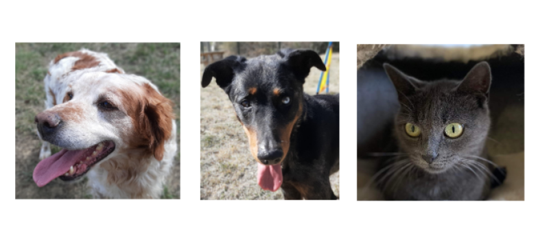 Les nouveaux arrivés : deux beaux chiens et une jolie minette !
