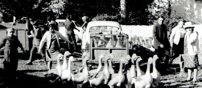 La foire aux oies de Riguepeu, c'est dimanche et les oies sont de retour !