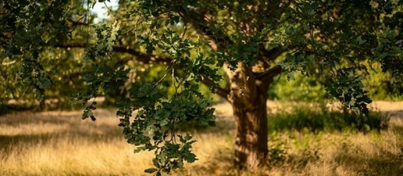 La fête de l'Arbre