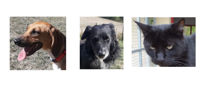 Les stars de la semaine : Laurel, Maoui et Coco!