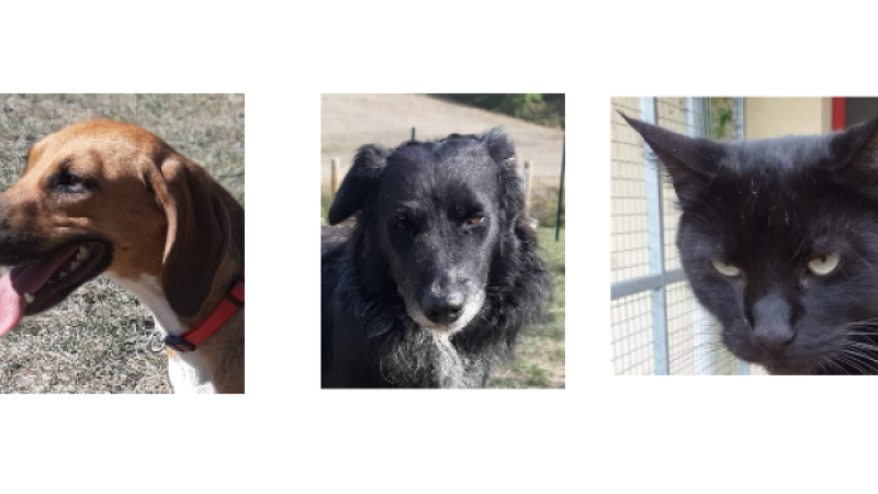 Les stars de la semaine : Laurel, Maoui et Coco!