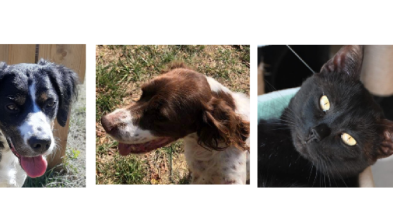 Venez rencontrer Hardy, Lola et Oreo à la SPA!
