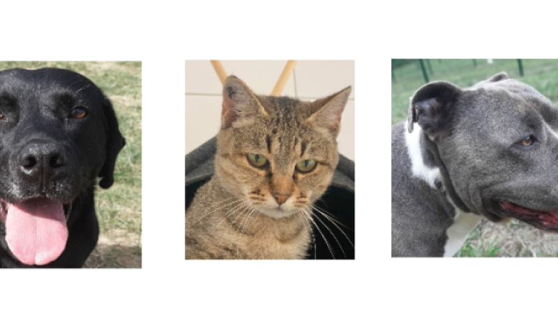 Les stars de la semaine, deux beaux chiens et une gentille minette !