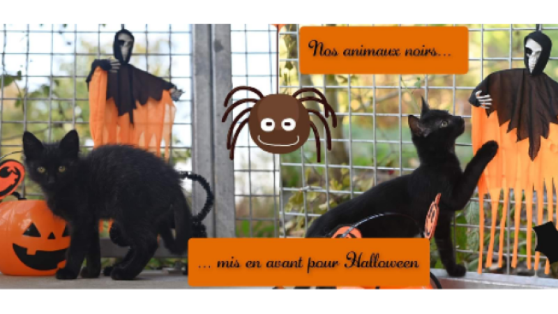 Chats et chiens noirs victimes d'une supersition ancestrale !