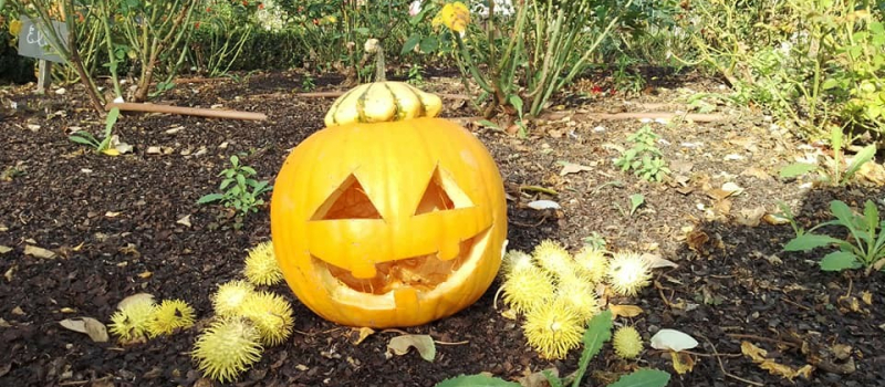 De sympathiques citrouilles
