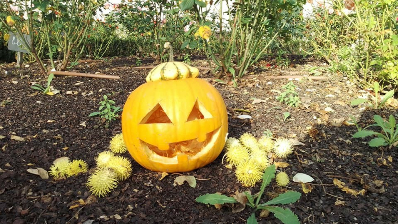 De sympathiques citrouilles