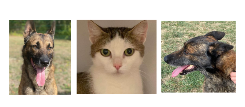 Trois nouveaux venus cette semaine, deux beaux Malinois et une jolie minette