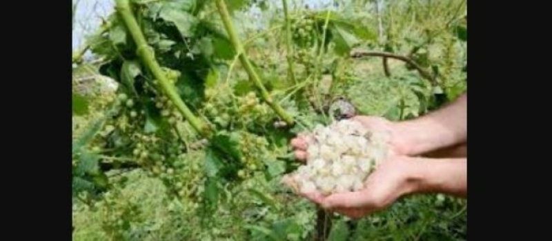 Agriculture: mise en place d’un fonds d’urgence grêle