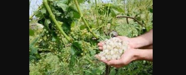 Vigne grelée.JPG