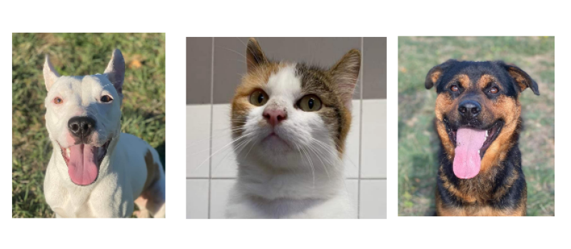 Deux tout  jeunes chiens et une jolie minette cette semaine !