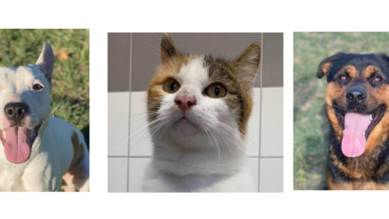Deux tout  jeunes chiens et une jolie minette cette semaine !
