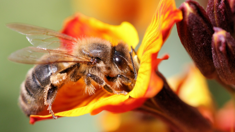 la pollinisation question ? Réponse