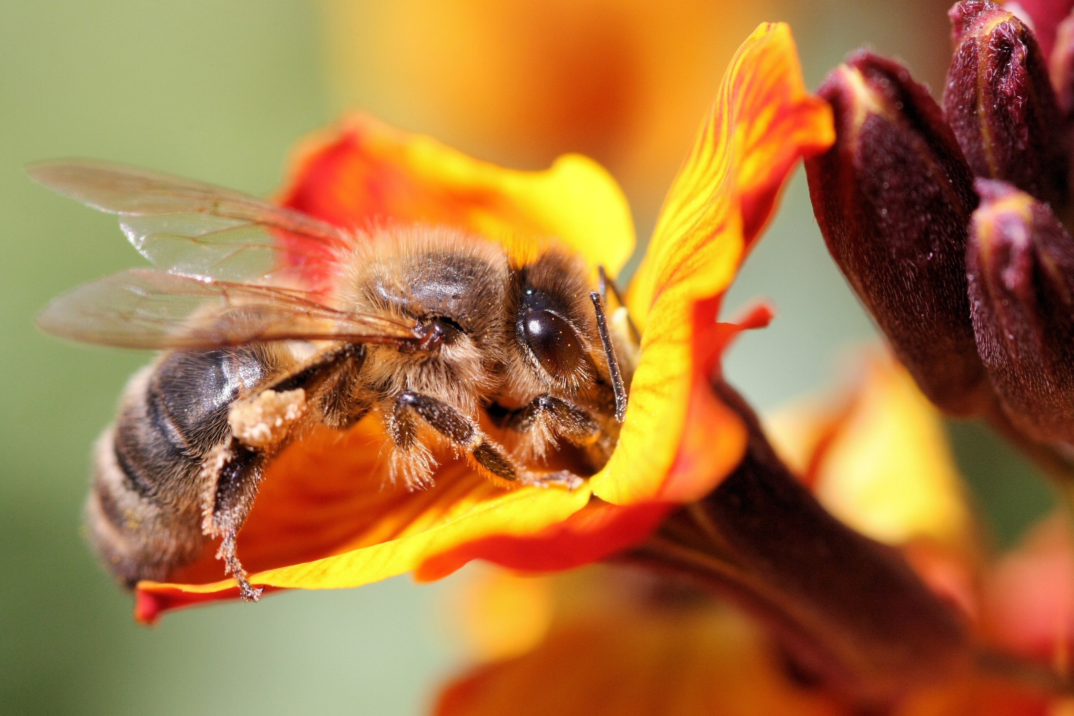abeille 65489.jpg