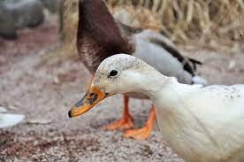 canards tete.jpg