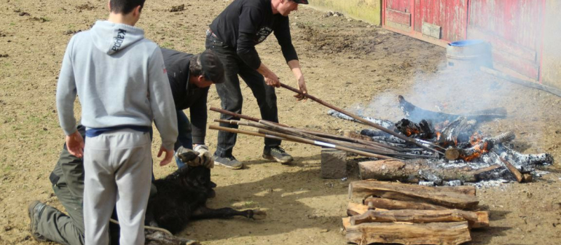 Ferrade à la ganaderia de Buros