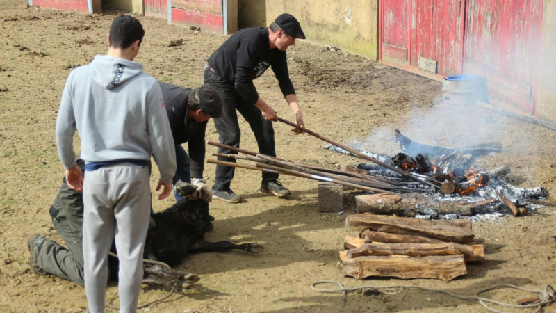 Ferrade à la ganaderia de Buros