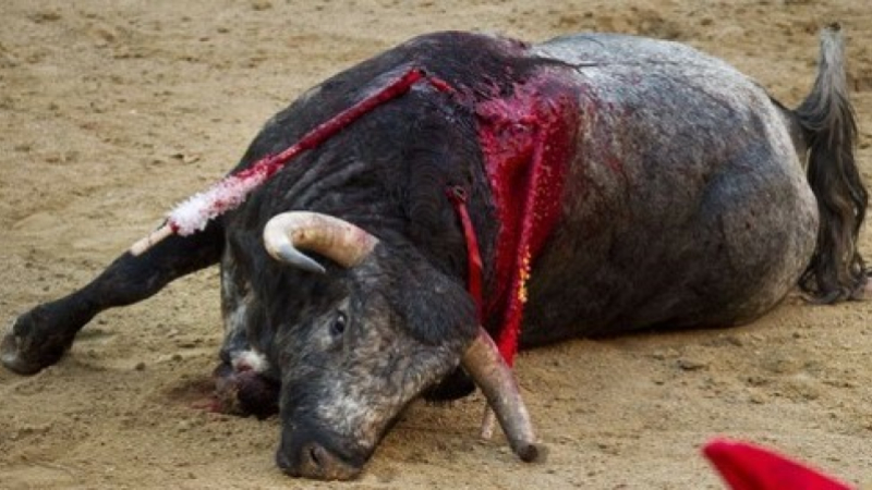 Pourquoi il faut interdire la corrida !