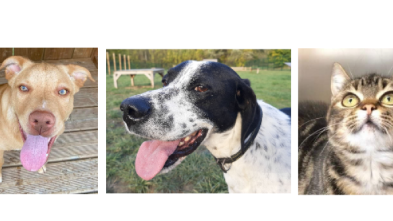 Un chiot, un Pointer et une minette cette semaine !