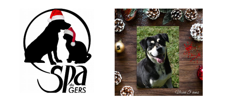 Urca, la chienne qui parle espagnol, a écrit sa lettre au Père Noël !
