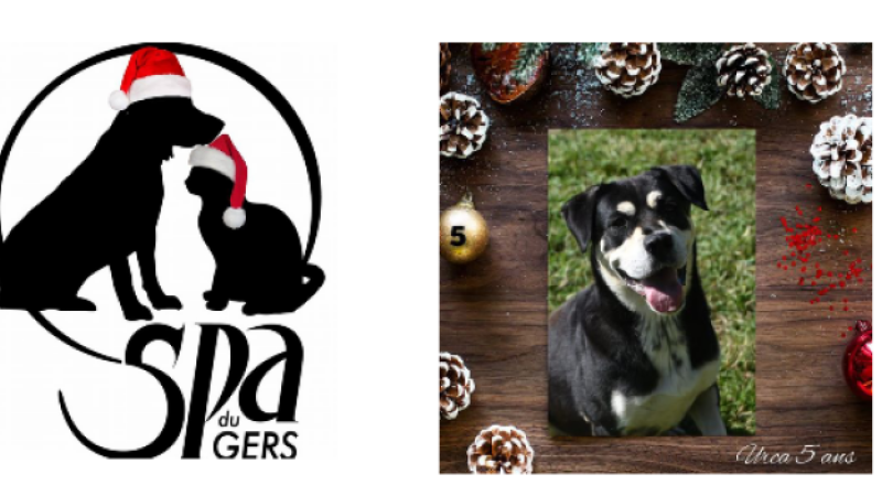 Urca, la chienne qui parle espagnol, a écrit sa lettre au Père Noël !