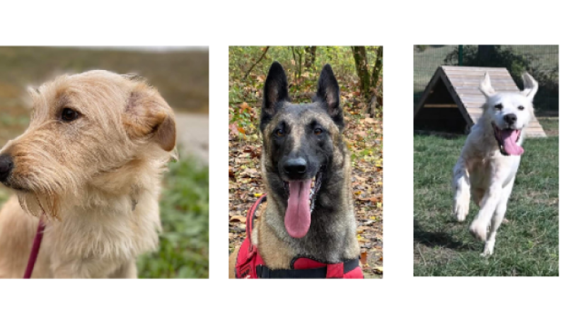 Un tout jeune chien, une Malinoise et un Setter anglais vous attendent à la SPA du Gers