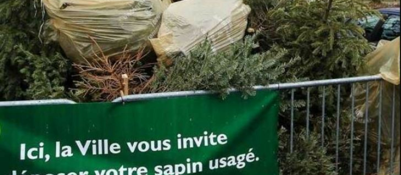 Prévention des déchets : une seconde vie pour les sapins de Noël