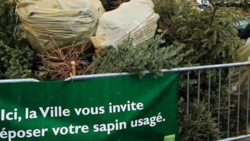 Prévention des déchets : une seconde vie pour les sapins de Noël